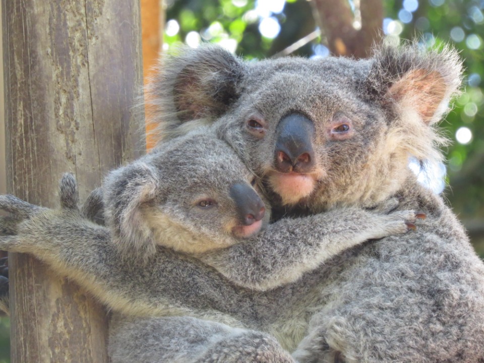 baby koala